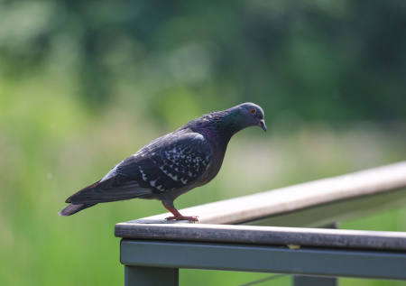 Россиян предупредили о штрафе за наезд на голубя