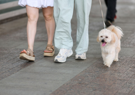 Россиянам раскрыли, как не нарваться на штраф во время прогулки с собакой