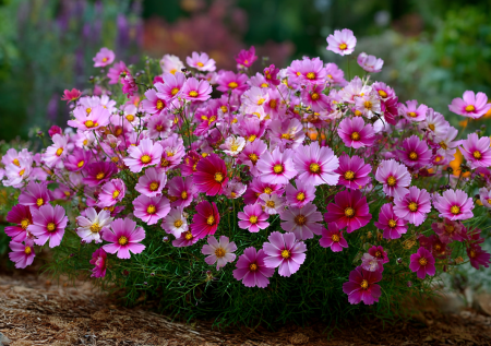 Сею, когда хочу, и не слежу за погодой: цветок для занятых и тех, кто не любит копаться с клумбами