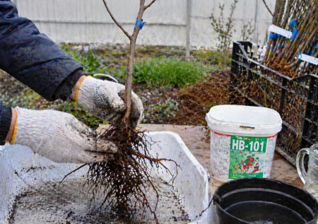 Покупаете саженцы, а они не приживаются? 6 шагов посадки для высокой адаптации