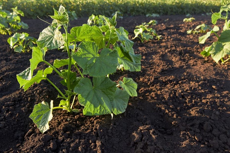 Что и когда можно сеять в открытый грунт в северных регионах нашей страны — ценные советы