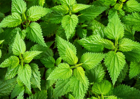 Врач предупредил, кому категорически нельзя употреблять крапиву
