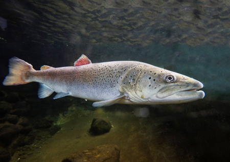 «Кокаиновые» лососи удивили ученых