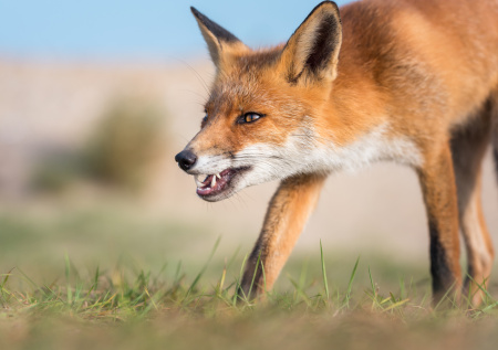 Операцию по спасению лисы устроили сотрудники предприятия в Ленобласти