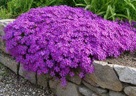 Растения-подушки для неприхотливых клумб: украшение, которое цветёт без устали