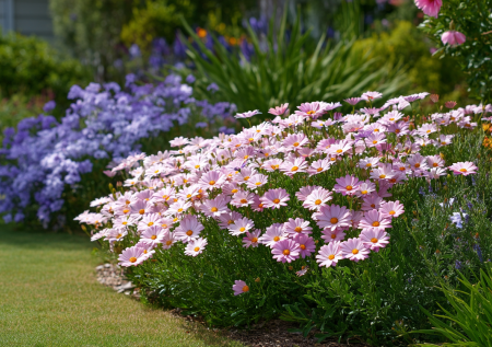 Вместо белых ромашек сажаю эту красоту с голубыми и розовыми цветами: пахнет хвоей и медом