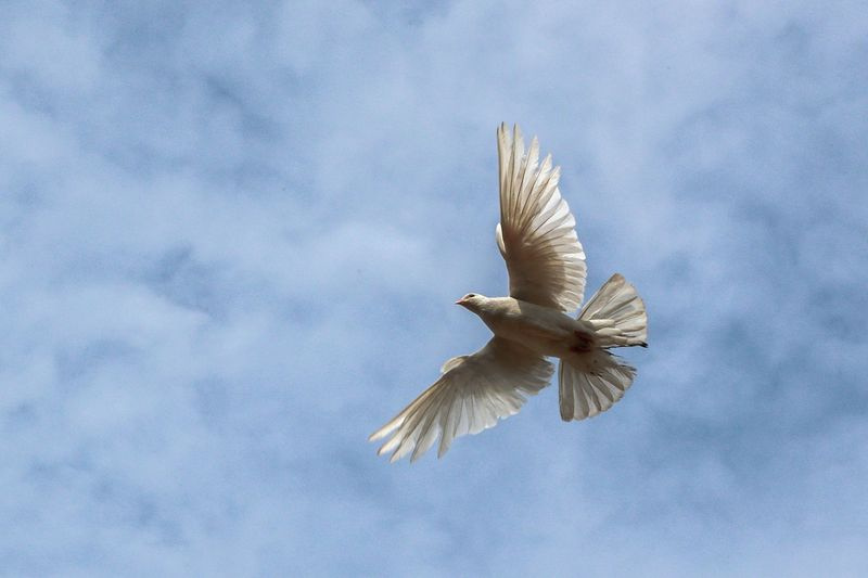 Что символизирует Святой Дух: голубь, огонь, ветер — значение символов