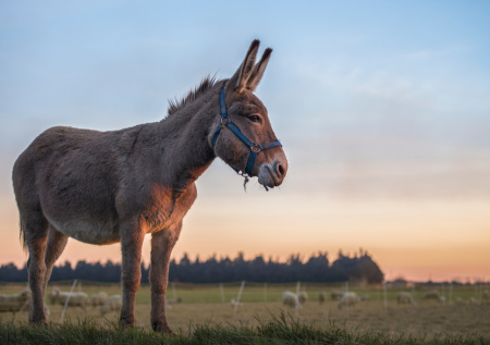 Фермер раскрыл секрет ослика из предвыборного ролика Жириновского