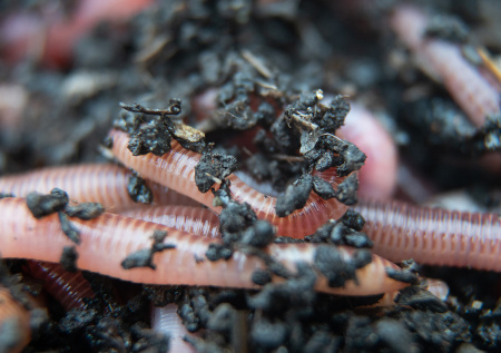 Американский штат заполонили агрессивные прыгающие черви