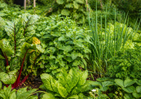 7 культур, которые растут сами — даже если вы не ухаживаете за огородом: список «для ленивых», который реально работает