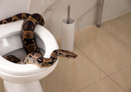 Москвич столкнулся со змеей в туалете собственной квартиры