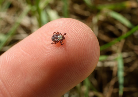 Эпидемиолог назвал способы защиты от клещей во время прогулок