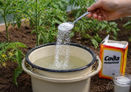 Пачку кухонного помощника выношу в огород: как правильно использовать соду, чтобы усилить урожай и не навредить растениям