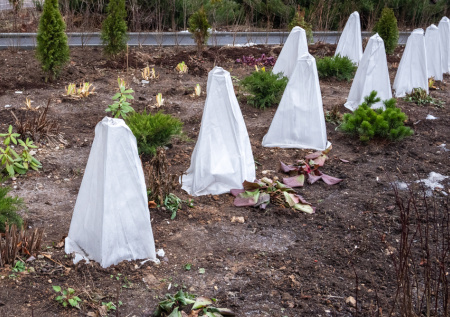 Дачникам раскрыли лучший метод защиты саженцев от весенних холодов