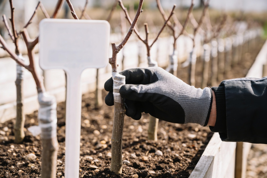 Благоприятные дни в мае для посадок и садовых работ