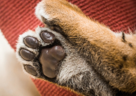 Зоопсихолог ответила, почему у кошки могут шелушиться подушечки лап