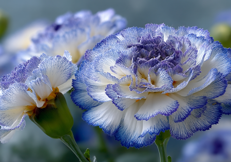 Бросьте семена в грунт в апреле — в августе сад превратится в ювелирную шкатулку: жемчужные шары с бирюзовой каймой