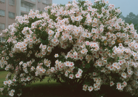 Цветет 30 лет, пахнет жасмином и земляникой: куст для создания белой дымки в саду