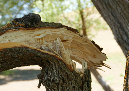 В Петербурге дерево рухнуло на автомобиль из-за сильного ветра