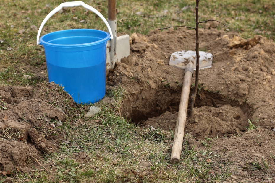 Плодовые деревья: когда сажать, как выбрать и что точно не нужно делать
