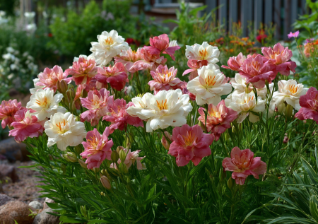 Цветет как пион, но зимует как сорняк — идеал для дачи: неприхотлив, устойчив к болезням