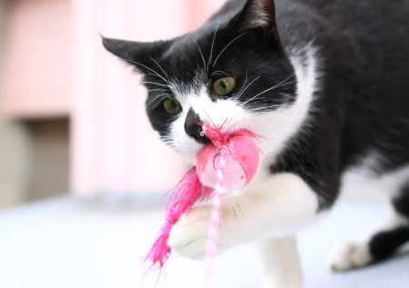 Зоопсихолог объяснила, зачем кошка приносит хозяевам игрушки