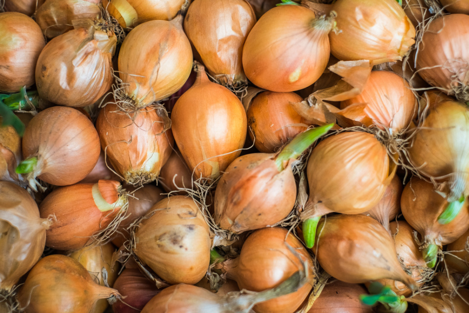 Лук-севок: три хитрости, которые спасут ваш урожай от луковой мухи