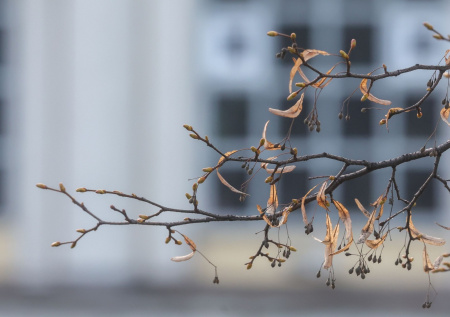 Москвичей призвали готовиться к заморозкам в мае