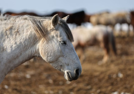 Кони в Подмосковье устроили побег из частного хозяйства