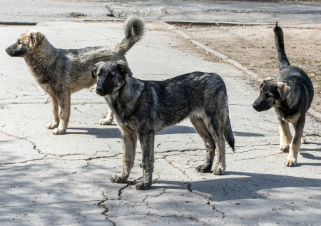 Ученый раскрыл «тайну» животных-мутантов в Чернобыльской зоне
