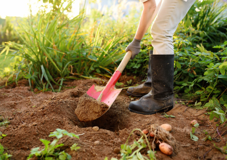 Посадка картофеля в Центральной России в 2026 году: сорта, сроки и методы