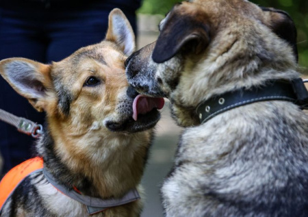В Подмосковье состоялся итоговый этап чемпионата кинологов