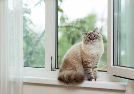 Хозяевам кошек объяснили, почему питомцы любят сидеть у открытых окон