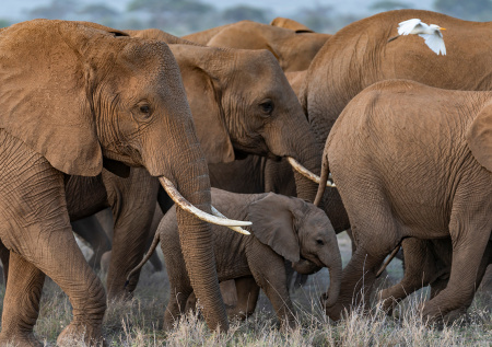 Пять слонов устроили засаду и убили охотника-миллионера на сафари в Африке