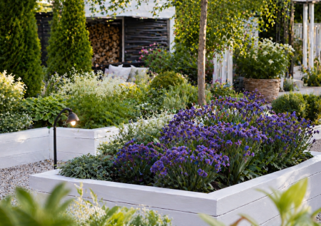 Бессмертный цветок сею сразу в грунт: выдержит любую жару и зацветет пышными шапками