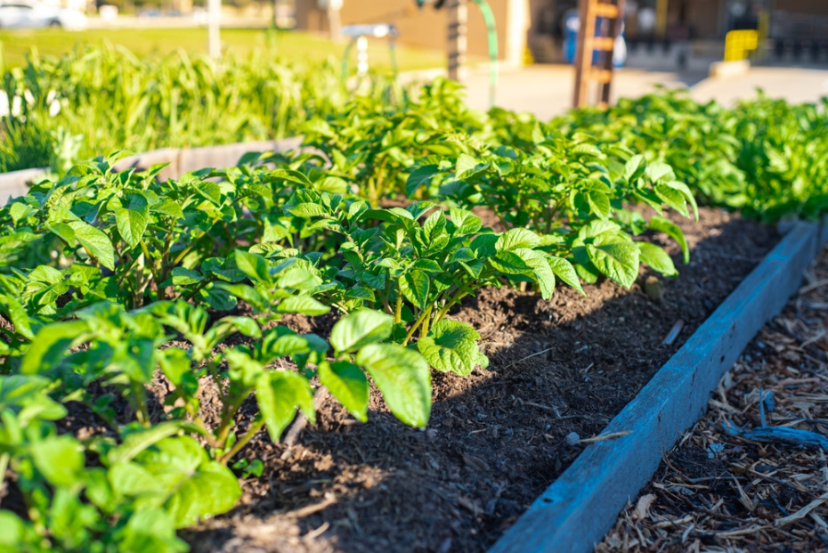 Как получить ранний картофель в условиях Подмосковья