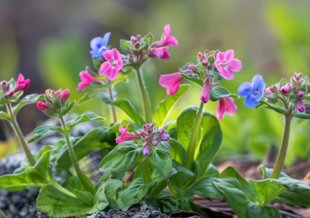 Приметы 26 апреля — Фомаида Медуница: какая трава исцелит от болезней?