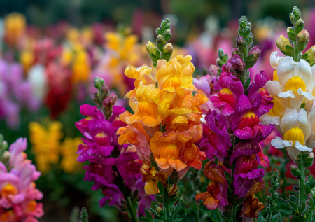 Посадка в мае — цветение в июне: этот многолетник-трудяга цветет до заморозков, а вы не знаете хлопот