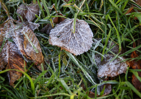 Москвичам спрогнозировали новые заморозки
