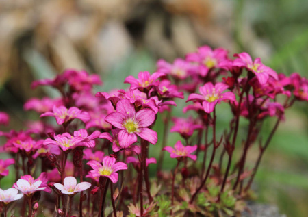 Посейте в апреле — и в июне каменистый сад покроется пурпурными и розовыми звездами. Ковер из цветов без лишних хлопот