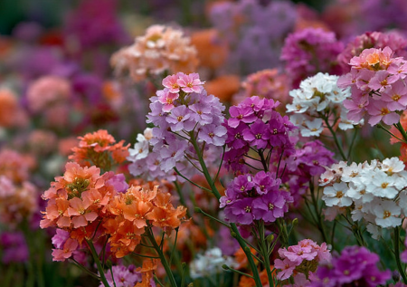 Посадите в апреле — и все лето сад будет напоминать ювелирную лавку: россыпь аметистовых, коралловых и жемчужных бусин