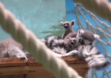 Новые диковинные обитатели появились в Московском зоопарке