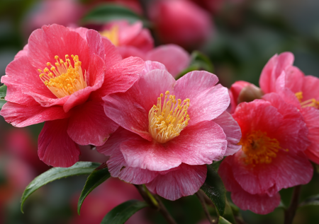 Вместо капризных роз — эта восточная королева: цветки до 12 см в диаметре, морозостойкость и алая гамма от белого до пурпура