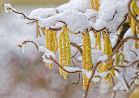 Когда ждать березовый пик? Пыльца в Москве сегодня — 28 апреля