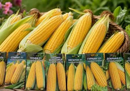 Сажаю эти золотинки за копейки и точно знаю — будет вкусно: проверенные сорта кукурузы. Насыщаемся витаминами В2 и PP за лето