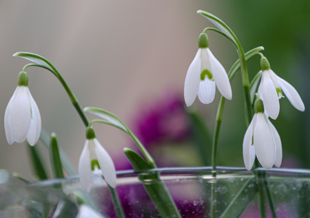 Агроном дал советы, как вырастить подснежник в домашних условиях
