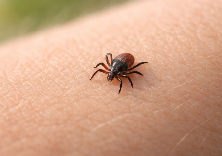 В Турции мужчину укусил смертоносный клещ