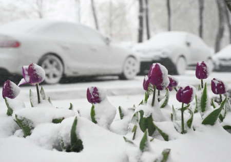 Стало известно, какие растения могут не пережить апрельский снегопад