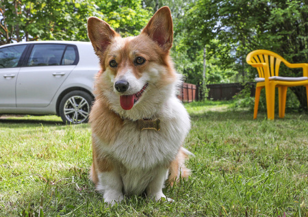 Россиянам объяснили, как сделать дачу безопасной для собаки