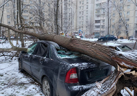 Автоюрист дал советы, как добиться компенсации за упавшее на машину дерево